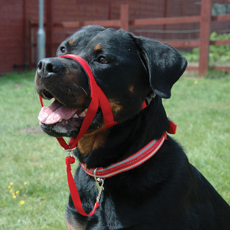Halti Training Dog Collar Black